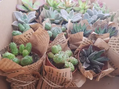 סוקולנט קטן עטוף מיקס